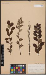 Foto von Salix aurita L.
